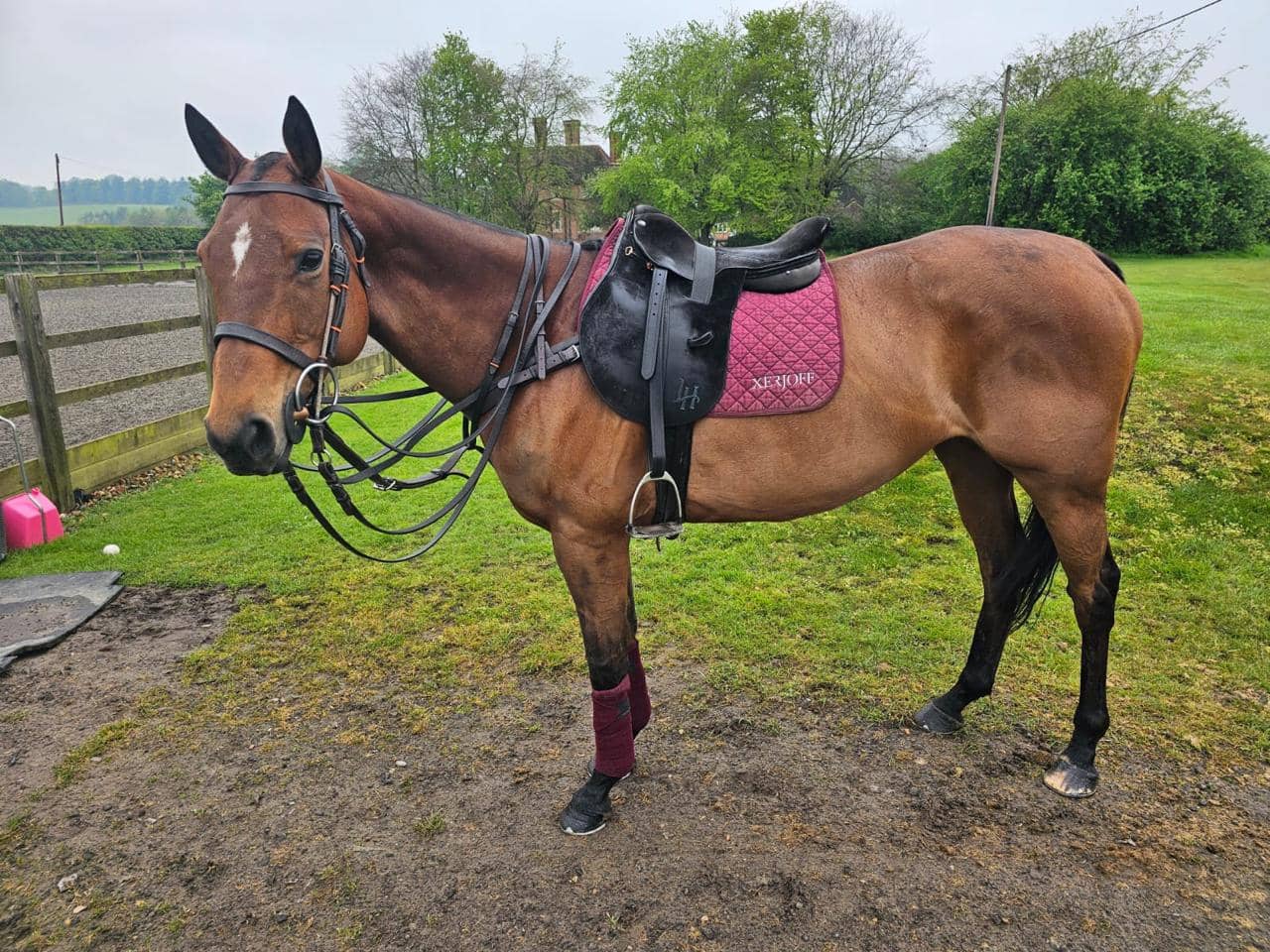 Lucky – Easy and experienced 15.2hh mare