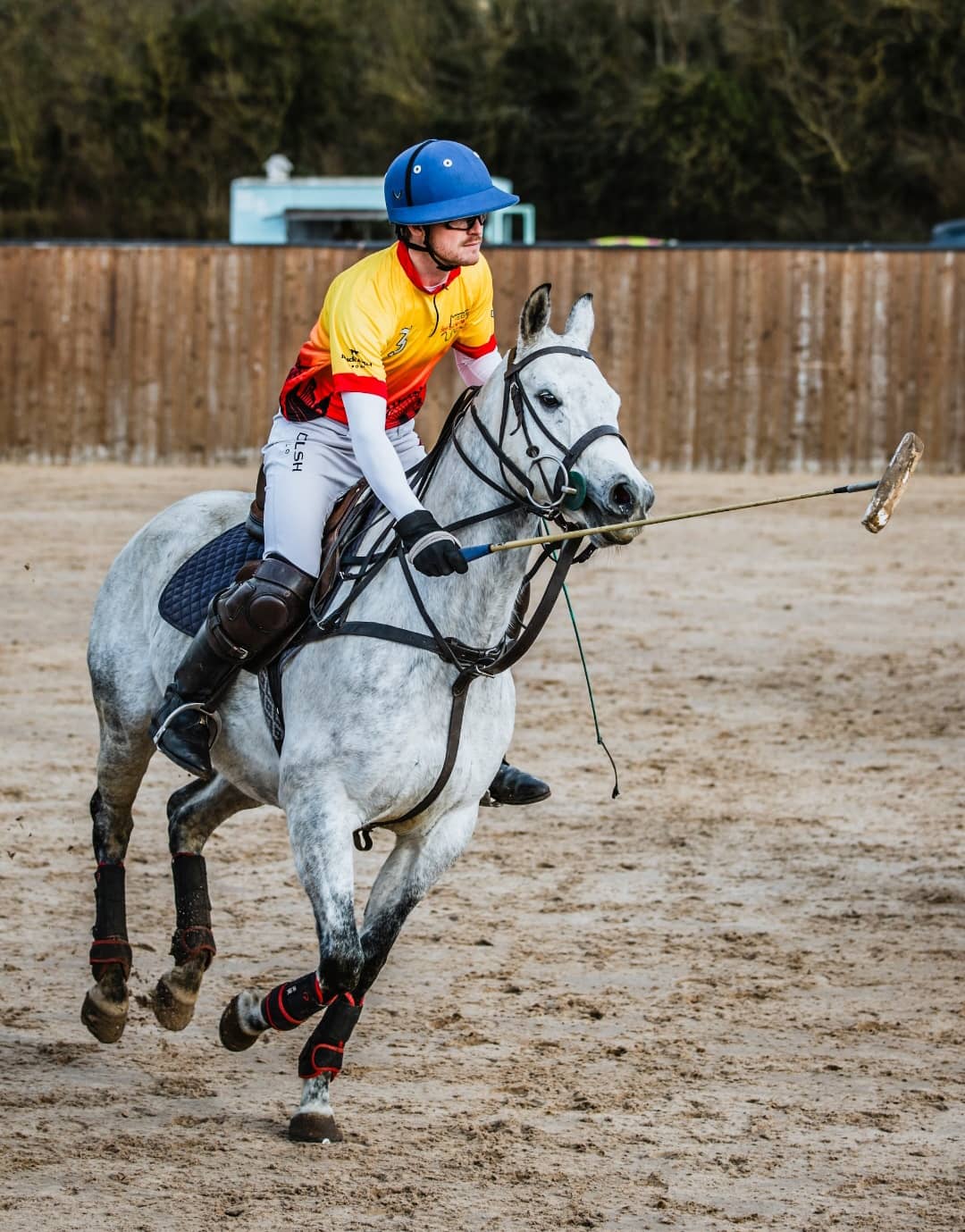 Torda – Powerful Grey Polo Pony